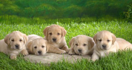 狗粮一般都有什么配方组成的呢？