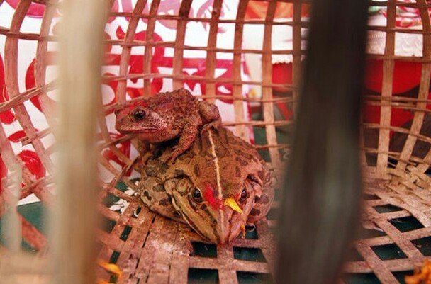 印度青蛙为求雨结婚，青蛙结婚的仪式是什么？