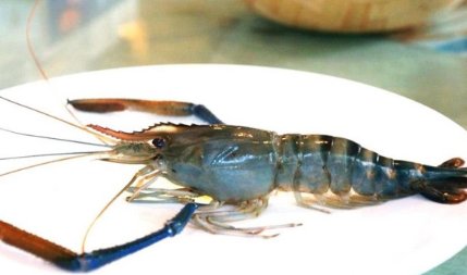 沼泽蓝虾养殖方法，有哪些需要注意呢？