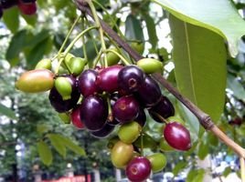 乌墨用英语怎么说