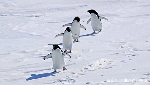 南极洲的冰盖有多厚？若是南极洲全部融化，海平面会上升多少？