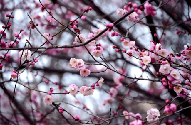 “绝知南雪羞相并，欲嫁东风耻自媒”。这东风是什么，连性情冰冷而高傲的梅花都想东风，真有其人其事吗？