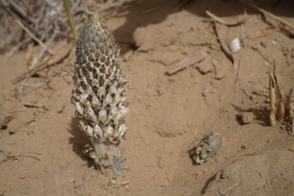 哪种植物会寄生在梭梭根部？