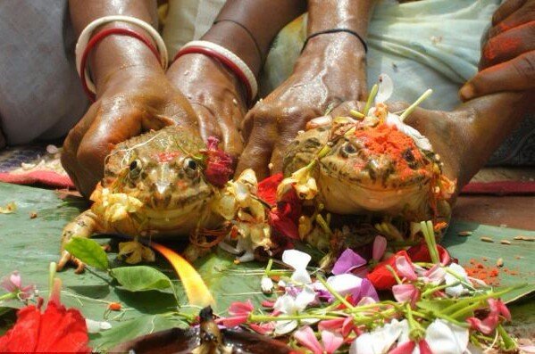 印度青蛙为求雨结婚，青蛙结婚的仪式是什么？