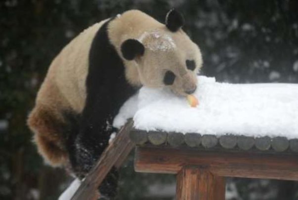 天津一大熊猫见到积雪，兴奋地上蹿下跳，如何从心理学方面看待它的举动？