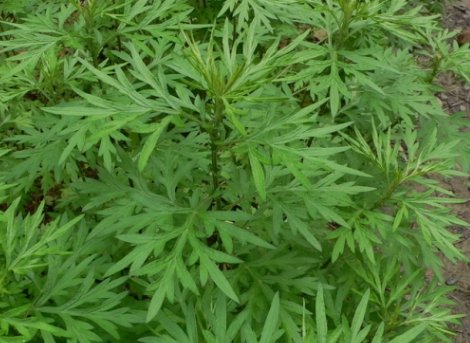 野艾蒿的功效与作用是怎样的？