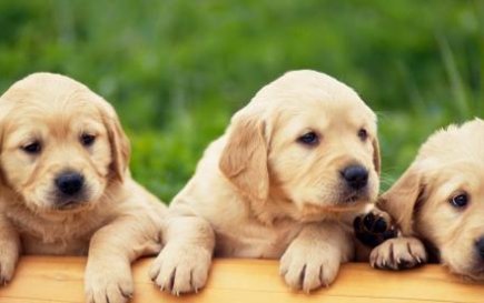 狗粮一般都有什么配方组成的呢？