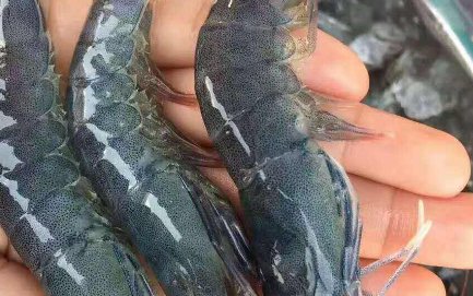 沼泽蓝虾养殖方法,有哪些需要注意呢?