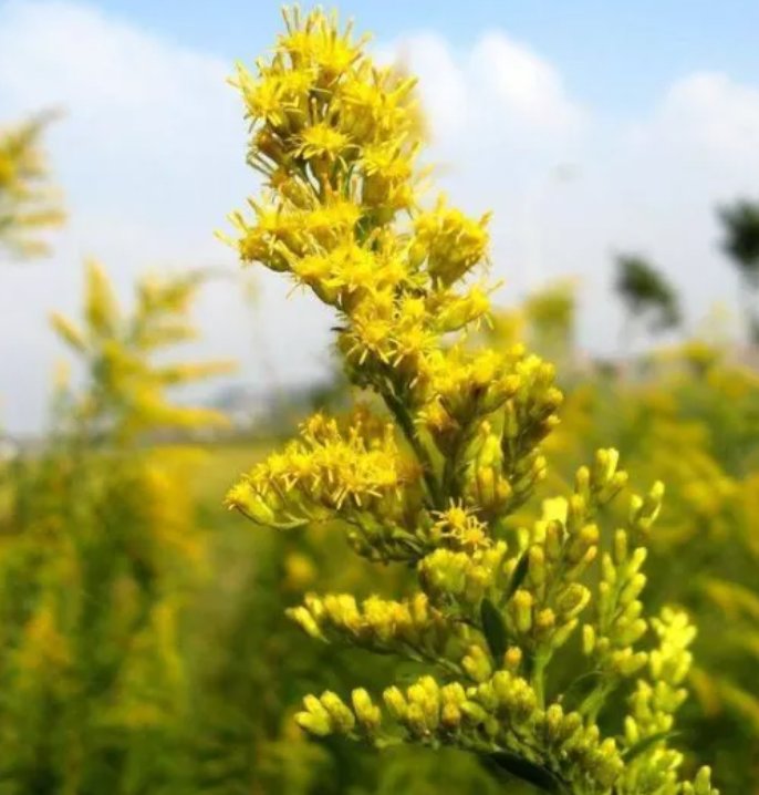 河南一地出现“恶魔之花”高2米多，这种植物的生存能力有多强？