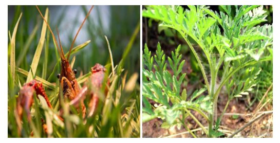 南京海关截获巨人粉红脚蜘蛛，为什么要严防物种入侵？