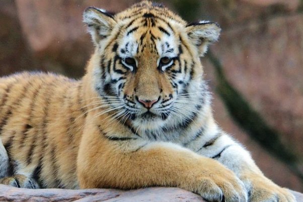 虎妈妈不喂奶，烟台动物园找狗喂虎崽，小老虎的食量有多大？