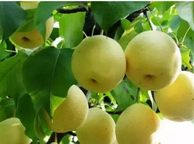 省会石家庄的10大特色美食,河北的你吃过几种