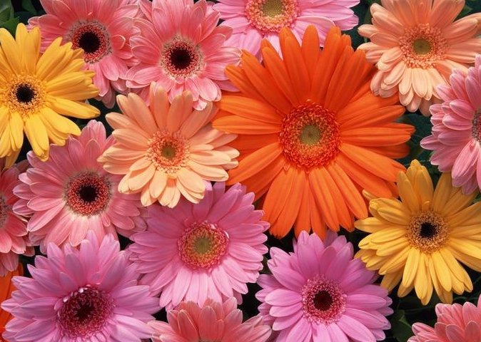 关于“花”的形容词有哪些？