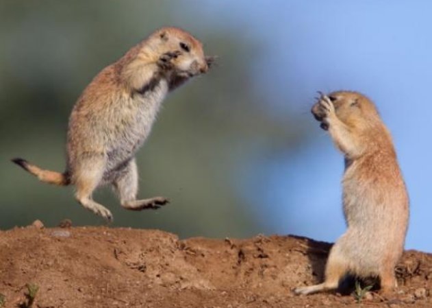 南京女孩用红外相机记录城市野生动物,我们该如何与它们友好相处?