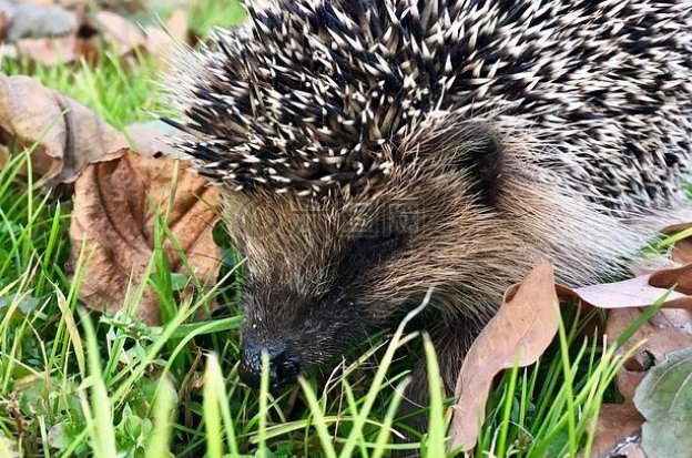 南京女孩用红外相机记录城市野生动物，我们该如何与它们友好相处？