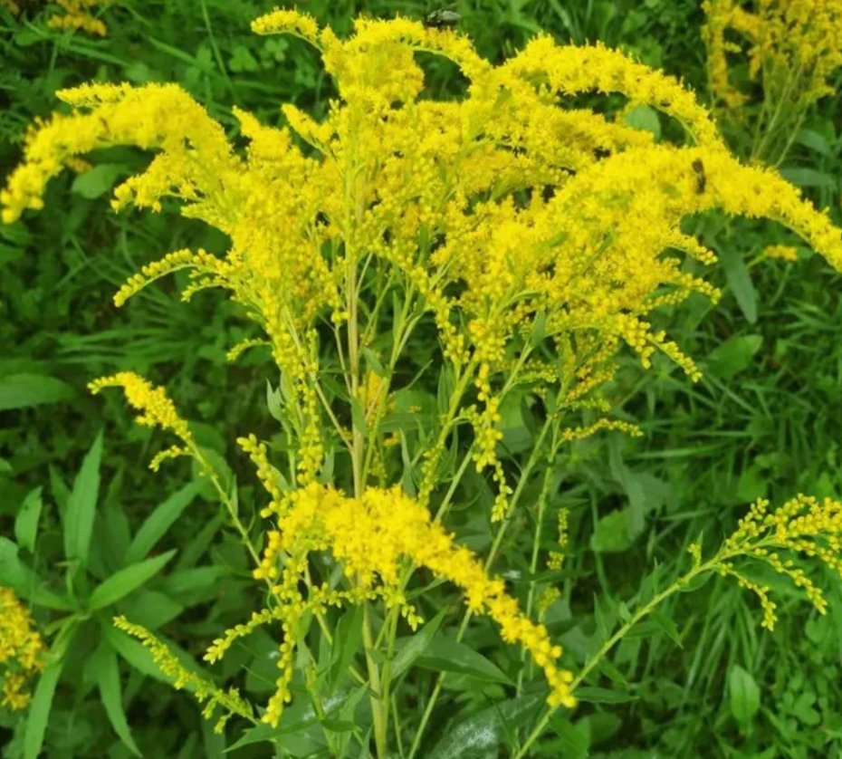 河南一地出现“恶魔之花”高2米多，这种植物的生存能力有多强？