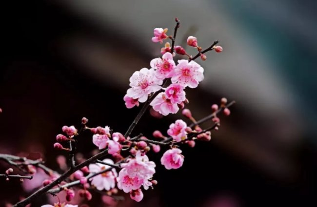 “绝知南雪羞相并，欲嫁东风耻自媒”。这东风是什么，连性情冰冷而高傲的梅花都想东风，真有其人其事吗？