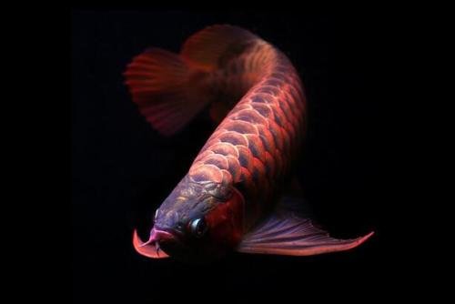 养龙鱼的鱼缸要多大