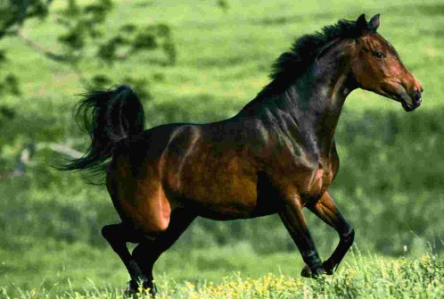 大牲畜小牲畜怎么分