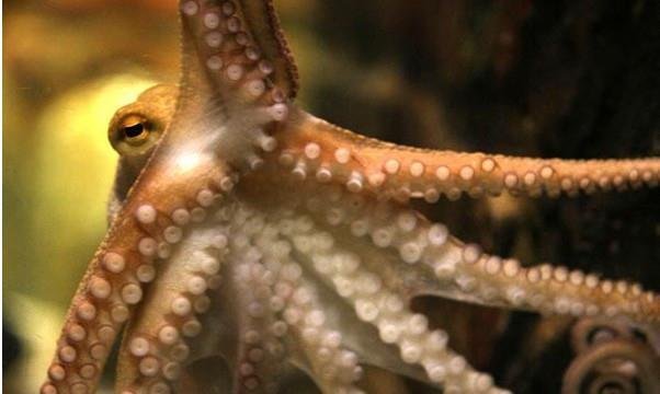 什么是四维生物？为什么人类无法感知到四维空间？