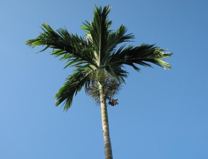 白色橄榄树阿瓒结局