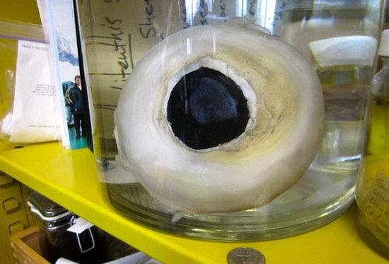 什么是四维生物？为什么人类无法感知到四维空间？