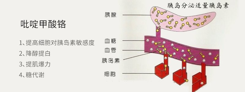 吡啶甲酸铬的作用