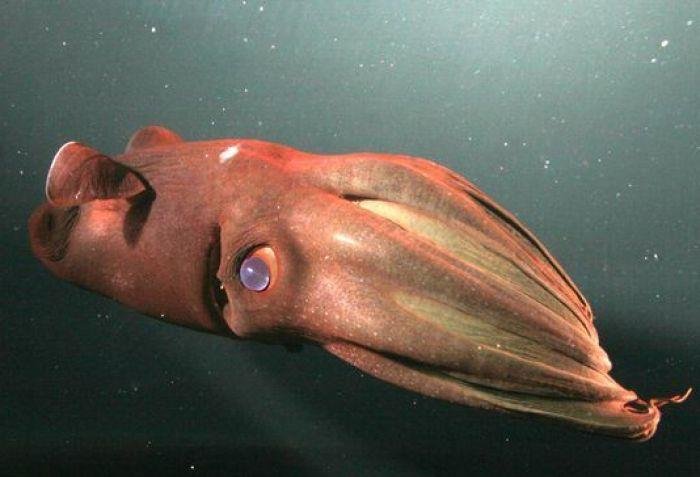 什么是四维生物？为什么人类无法感知到四维空间？