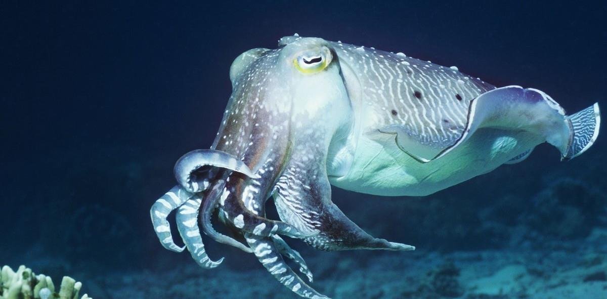 什么是四维生物？为什么人类无法感知到四维空间？