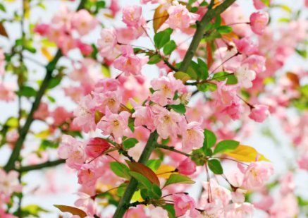 七星海棠是一种什么毒药啊？