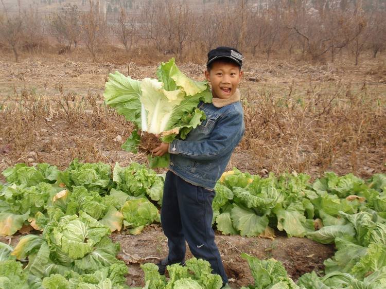 什么是甲醛白菜？我们应该如何识别甲醛白菜？