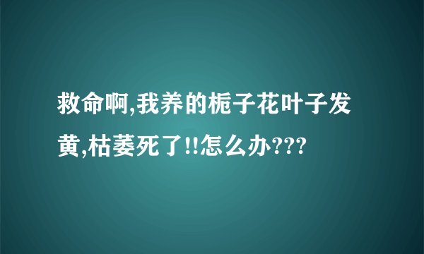 救命啊,我养的栀子花叶子发黄,枯萎死了!!怎么办???