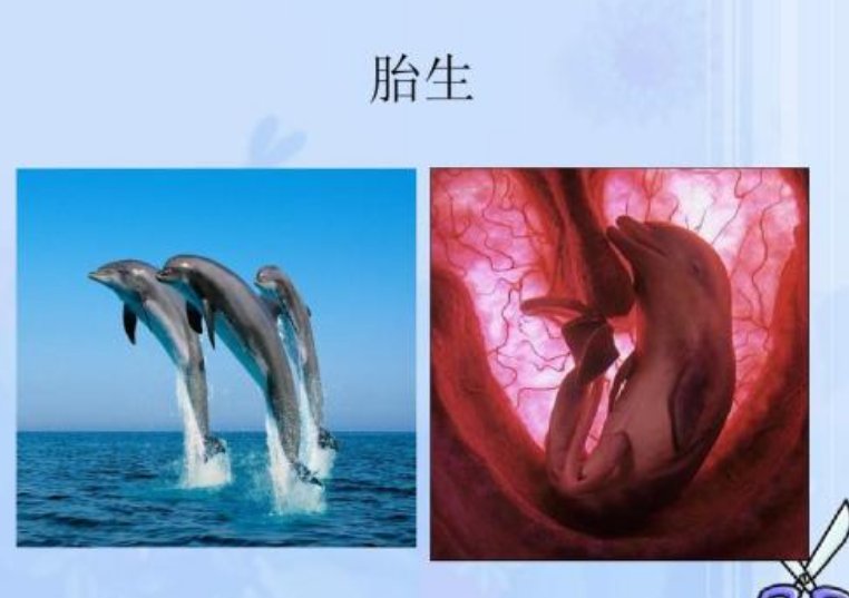 卵生和胎生的特点个是什么？