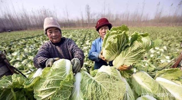 什么是甲醛白菜？我们应该如何识别甲醛白菜？