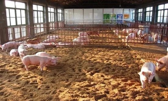 仔猪黄白痢怎么治？