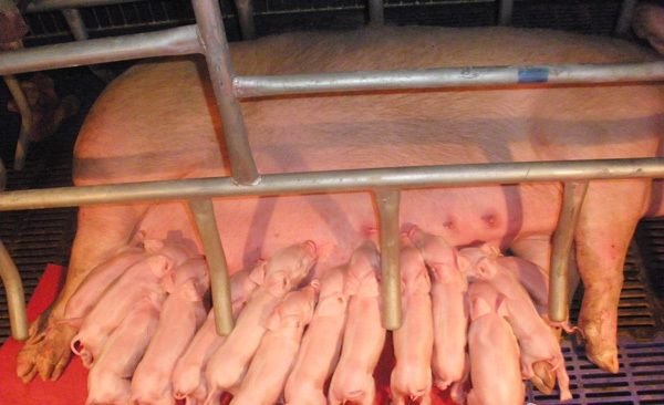 仔猪黄白痢怎么治？