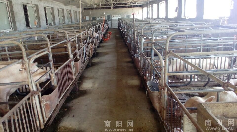 规模化养殖场的规模化畜禽养殖场，规模化的标准