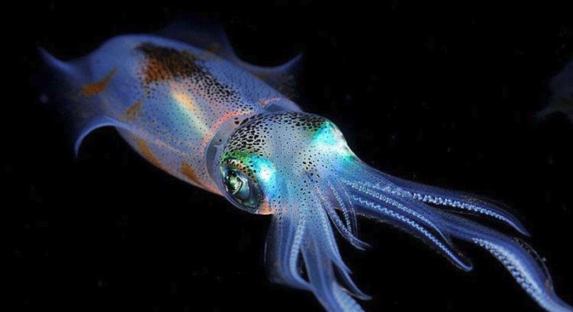 什么是四维生物？为什么人类无法感知到四维空间？