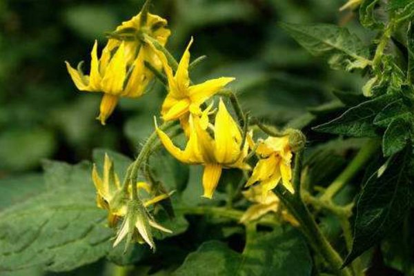 自花授粉和异花授粉是什么意思?