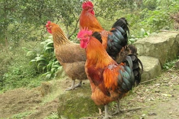 柴鸡，土鸡，草鸡的区别是什么