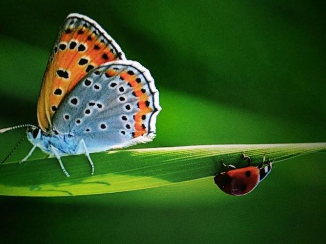 《昆虫记》西班牙蜣螂内容概括是什么?