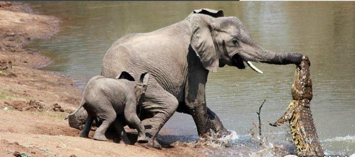 爬行动物都有哪些