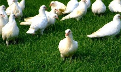 养100对鸽子一年成本多少？利润多少？