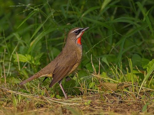 红点颏鸟食怎么做