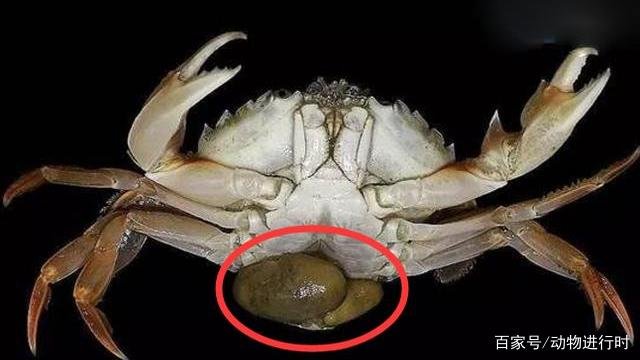 蟹奴是一种什么样的生物？