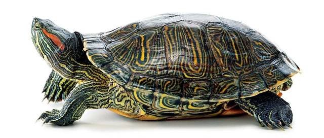 爬行动物都有哪些