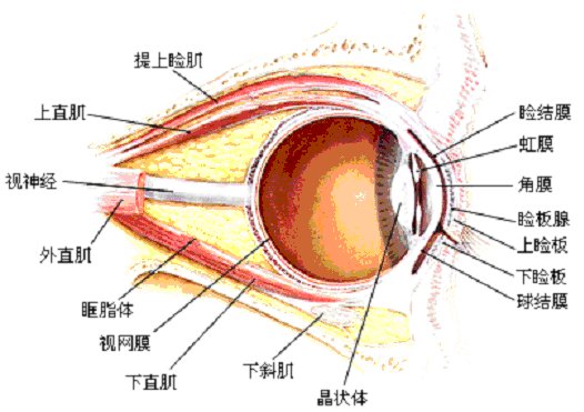 问眼睑是眼睛的哪个部位？最好有图片啊，谢谢！