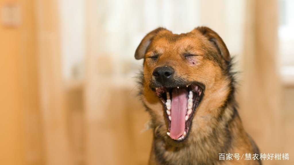 狗狗打喷嚏是怎么了?
