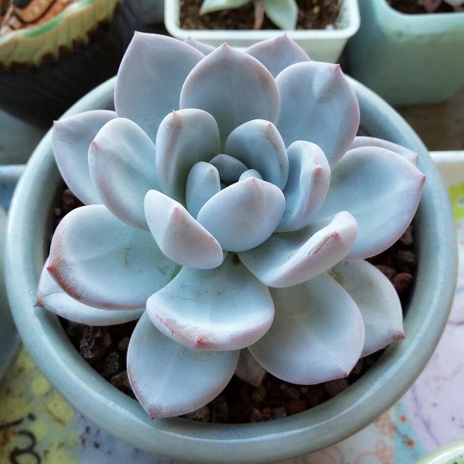 夏季多肉小苗应该如何浇水？需要每天浇水吗？