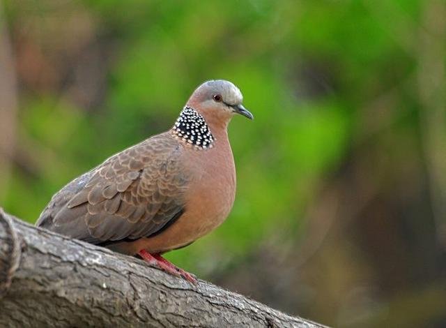 斑鸠在自家窗台上是好兆头吗